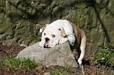 BULLDOG ANGLAIS 055